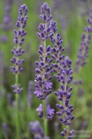 Lavandula angustifolia 'Elisabeth' -- Lavendel